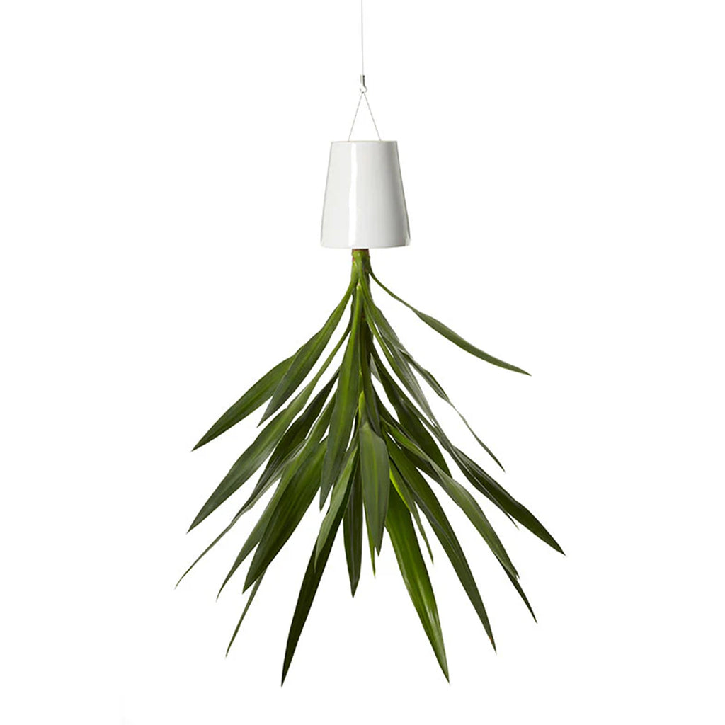 Clearance Sky Planter by Patrick Morris